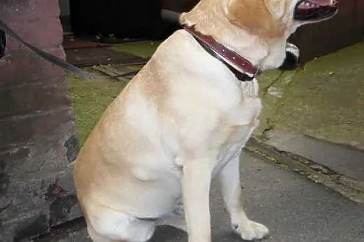 Nex -biszkoptowy labrador szuka domu,  dolnośląski