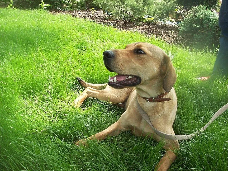 Pluto poleca się do adopcji