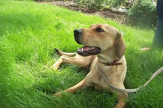 Pluto poleca się do adopcji