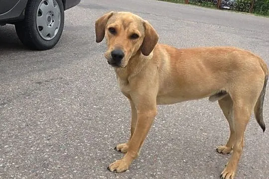 Pluto poleca się do adopcji