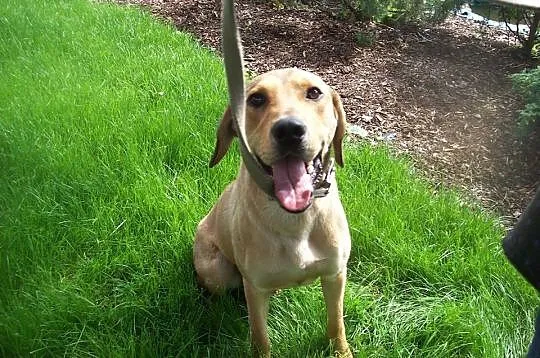 Pluto poleca się do adopcji