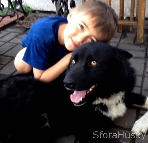 ORSO przytulaśny misiak szuka domu, wielkopolskie
