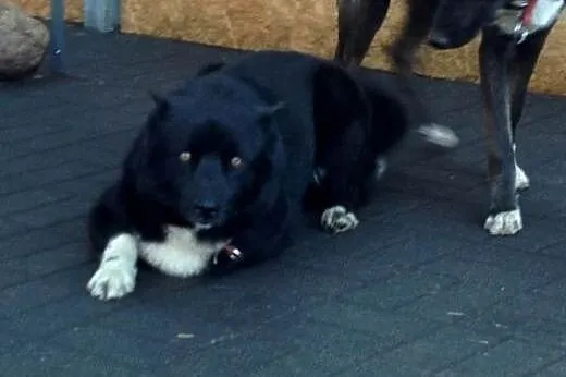 ORSO przytulaśny misiak szuka domu,  wielkopolskie