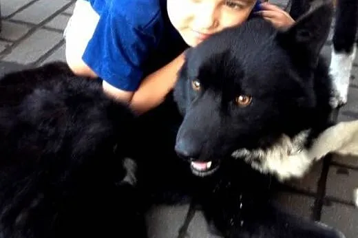 ORSO przytulaśny misiak szuka domu,  wielkopolskie