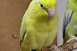 Sprzedam papugi