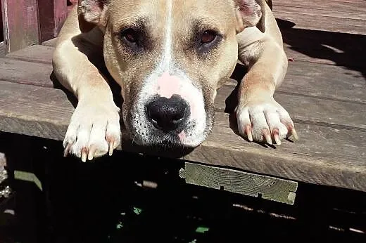 Domowa amstaffka Liza czeka na dom,  Amstaff cała Polska