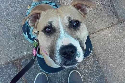 Domowa amstaffka Liza czeka na dom,  Amstaff cała 