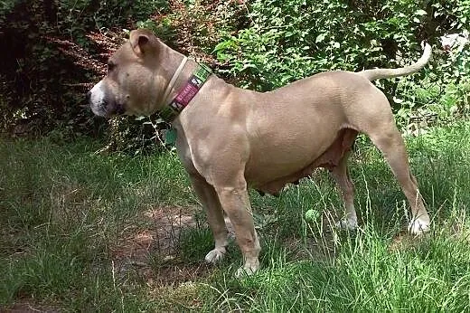Domowa amstaffka Liza czeka na dom,  Amstaff cała 