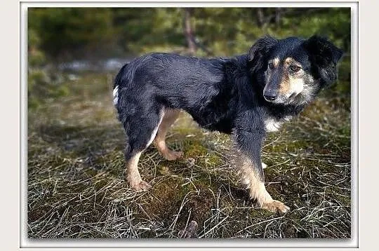 BULA,średnia,tulaśna,łagodna,sterylizowana suczka.ADOPCJA, Podkarpackie, Rzeszów