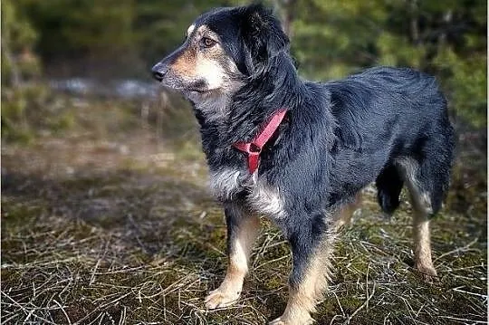 BULA,średnia,tulaśna,łagodna,sterylizowana suczka.ADOPCJA, Podkarpackie, Rzeszów