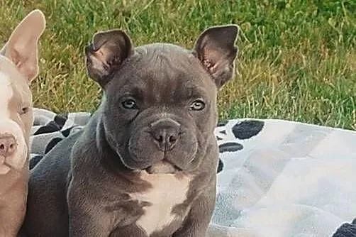 American Bully Pocket Piesek