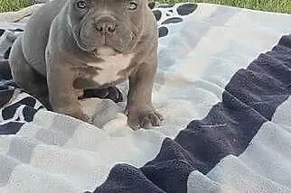 American Bully Pocket Piesek, Łódzkie, Krośniewice