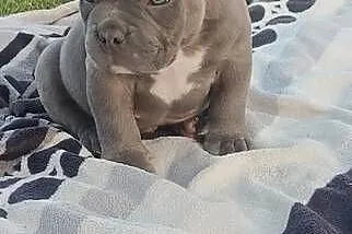 American Bully Pocket Piesek, Łódzkie, Krośniewice