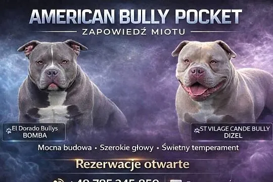 American Bully Pocket Piesek, Łódzkie, Krośniewice