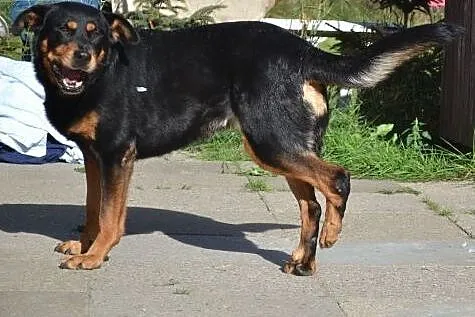 Piękna Mary po przejściach czeka na dom...,  pomor