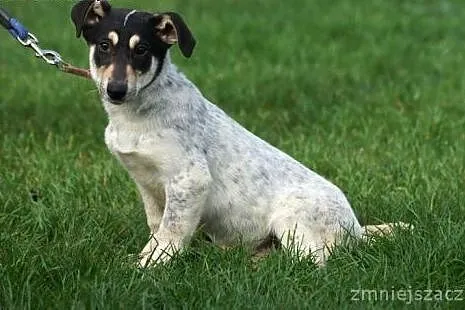 9 miesięczna Zosia, niewielka, cudowna sunia do ad