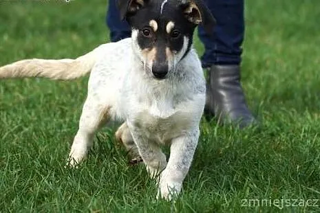 9 miesięczna Zosia, niewielka, cudowna sunia do ad