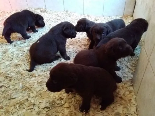 szczenięta labradora gotowe na nowy domowy e-mail z aktualizacjami: {{paulinapatrycja908@gmail.com}}