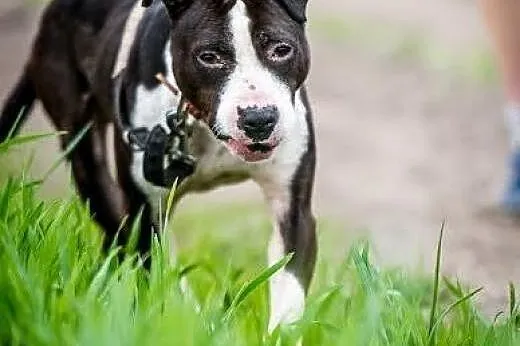 Jero cudny amstaff szuka domu,  lubelskie Bełżyce