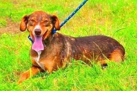 CZAKO - piękny, 2,5 roczny psiak szuka pilnie domu