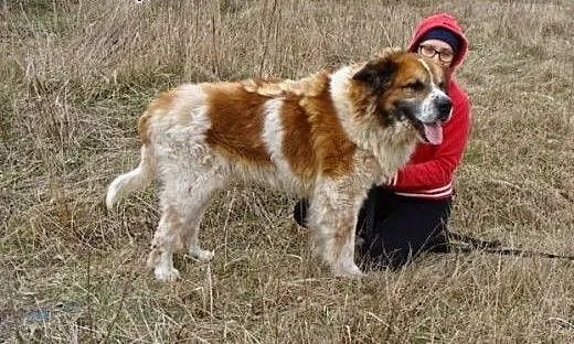Przyjaźnie nastawiony Benio czeka na dobry dom, m