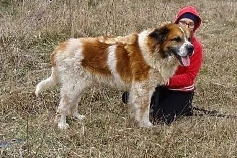 Przyjaźnie nastawiony Benio czeka na dobry dom,  m