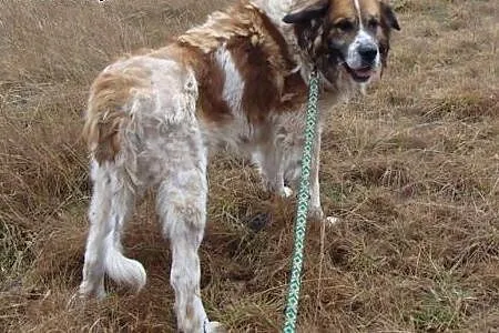 Przyjaźnie nastawiony Benio czeka na dobry dom,  m