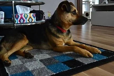 Cudaczek kocha ludzi ponad wszystko - boi się samo
