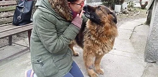 Owczarek niemiecki Daisy - psi ideał. Nie żartujem