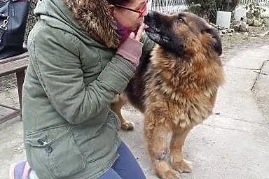 Owczarek niemiecki Daisy - psi ideał. Nie żartujem