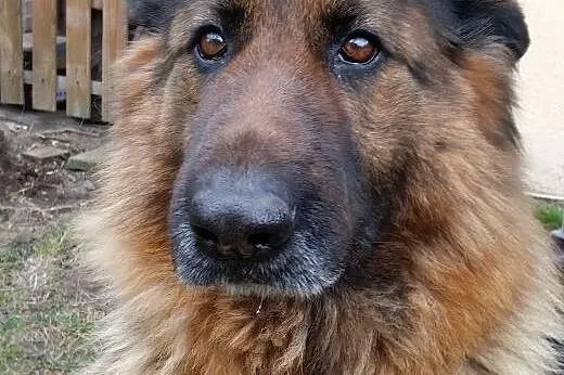Owczarek niemiecki Daisy - psi ideał. Nie żartujem