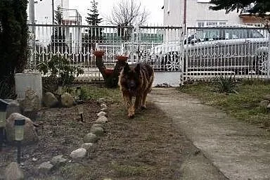 Owczarek niemiecki Daisy - psi ideał. Nie żartujem