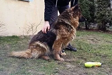 Owczarek niemiecki Daisy - psi ideał. Nie żartujem