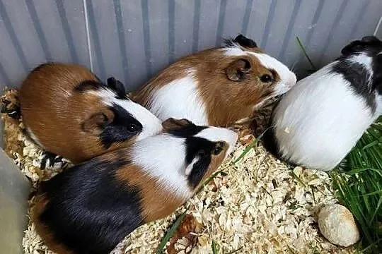 Świnki morskie młodziutkie są to chłopczyki