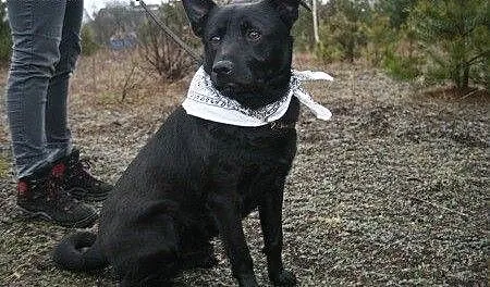 Farys w typie czarnego labradora., podlaskie Biał