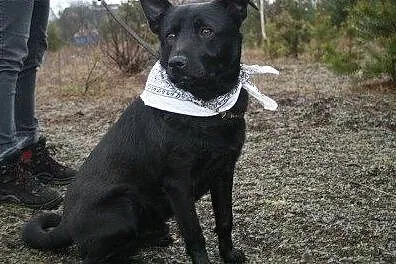 Farys w typie czarnego labradora.,  podlaskie Biał