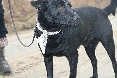 Farys w typie czarnego labradora.,  podlaskie Biał