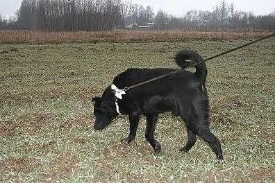 Farys w typie czarnego labradora.,  podlaskie Biał