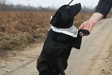 Farys w typie czarnego labradora.,  podlaskie Biał