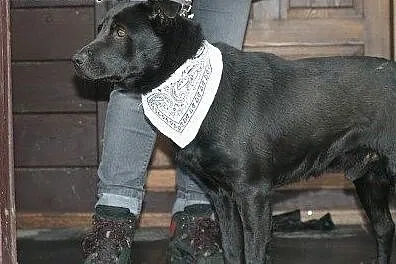 Farys w typie czarnego labradora.,  podlaskie Biał