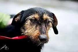 Dżager to idealny pies dla osób, które żyją w akty, Lublin