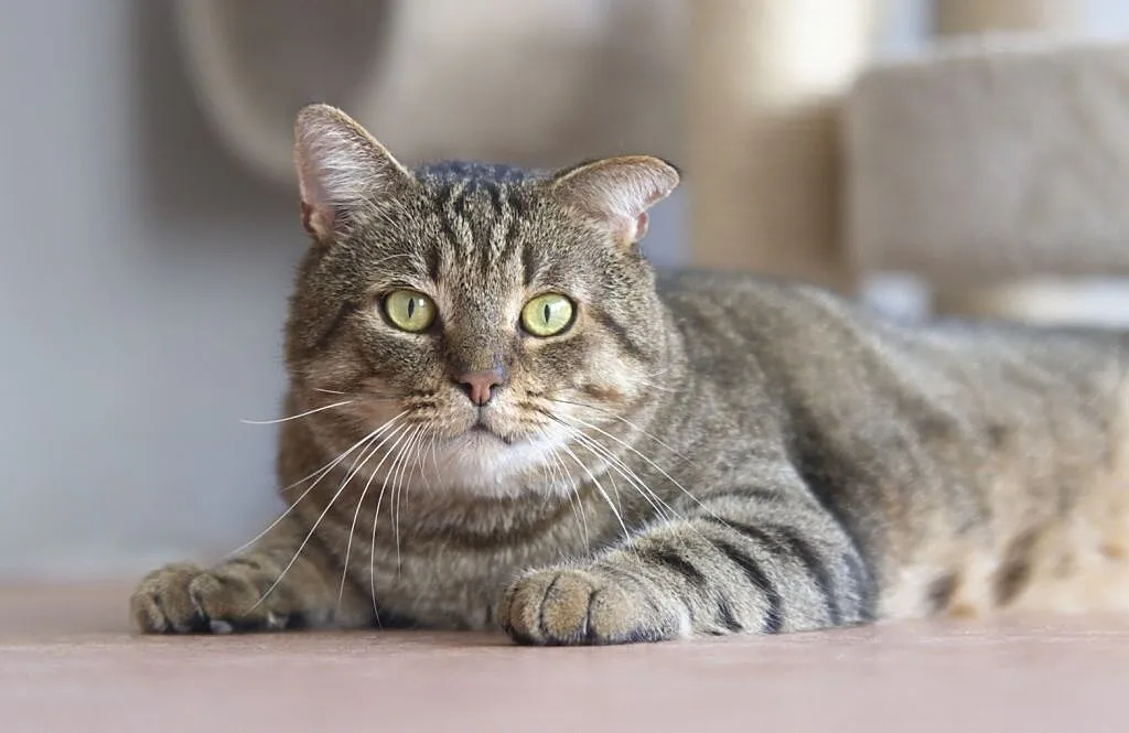 Merlin - mały niedźwiadek szuka domu, Łódzkie, Łódź