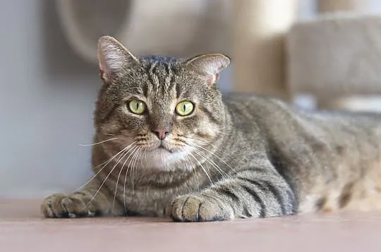 Merlin - mały niedźwiadek szuka domu, Łódzkie, Łódź