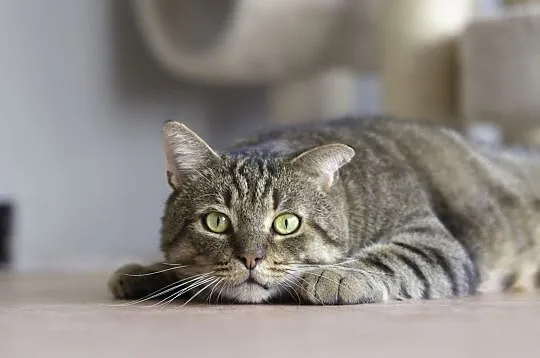 Merlin - mały niedźwiadek szuka domu, Łódzkie, Łódź