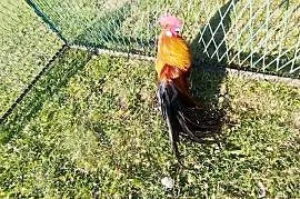 Kogut Fenix