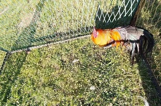 Kogut Fenix, Kujawsko-pomorskie, Szubin