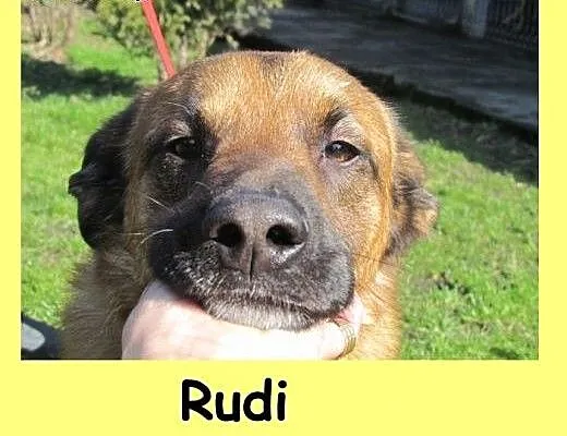 Rudi - pozostawiony jak niepotrzebna rzecz, dolno