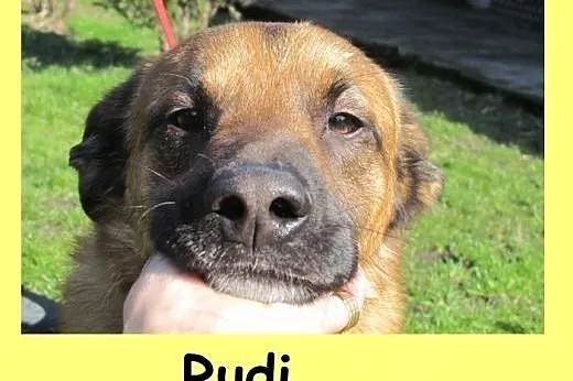 Rudi - pozostawiony jak niepotrzebna rzecz, dolnośląskie Wrocław
