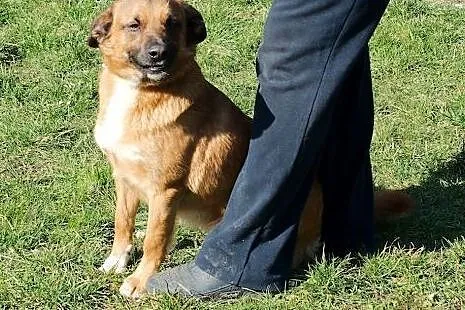 Rudi - pozostawiony jak niepotrzebna rzecz,  dolno