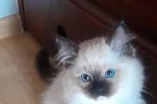 Kotek rasy Ragdoll